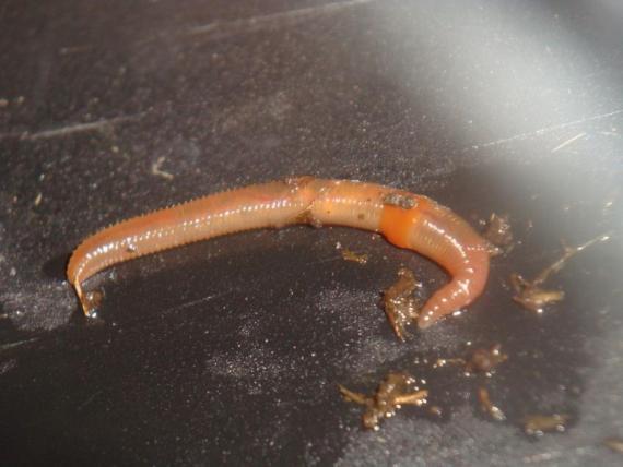 Uno de los ejemplares de Eiseniella tetraedra utilizados para el estudio. /Irene de Sosa