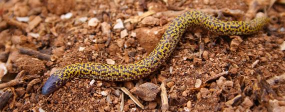 Un individuo juvenil de culebrilla mora, de cuerpo alargado de unos 5 cm de largo, cabeza color morado oscuro y cuerpo también morado con motas amarillas