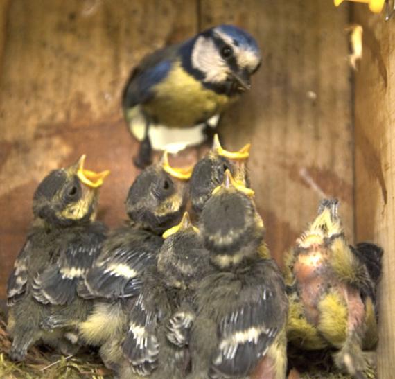 Herrerillo común y sus polluelos pidiendo comida en el nido
