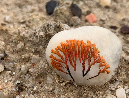 Roca colonizada por Stellarangia namibiensis en su superficie (liquen epilítico)