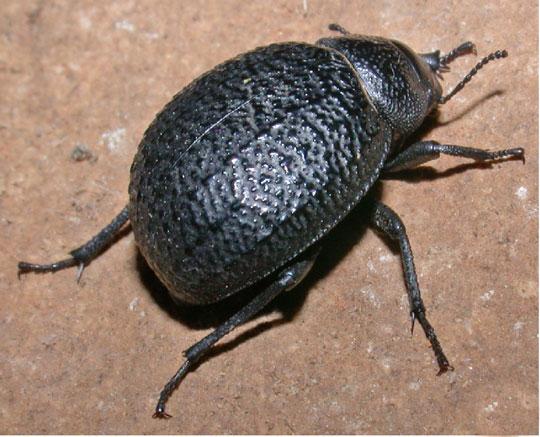 Escarabajo del género 'Pimelia'