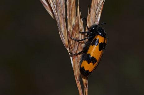 Ejemplar de mascaflor barrado, 'Mylabris variabilis'