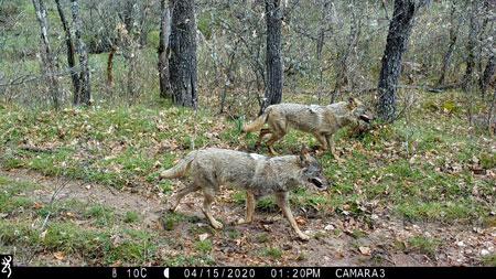 Dos machos de lobo ibérico fotografiados con las cámaras de fototrampeo que se utilizan en el seguimiento