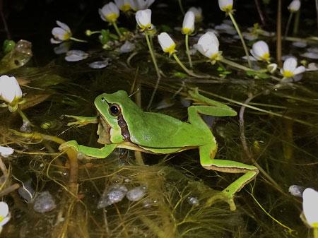 Macho de la especie ranita de San Antón, "Hyla molleri" / Íñigo Martínez Solano