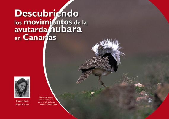 Descubriendo los movimientos de la avutarda hubara en Canarias