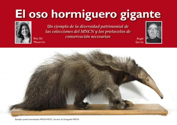 El oso hormiguero gigante