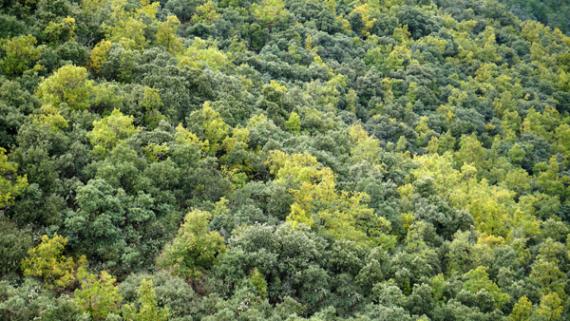 Muestra de una zona boscosa de la provincia de Teruel en la que conviven dos especies arbóreas / Carlos Antón