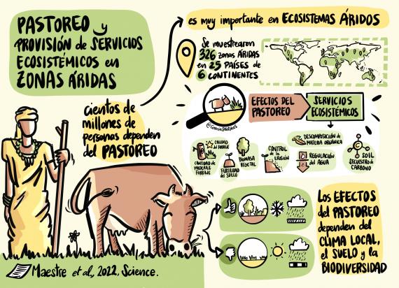 Ilustración sobre el pastoreo y la prestación de servicios ecosistémicos en las zonas áridas del mundo. Autora: Cirenia Arias aldrich