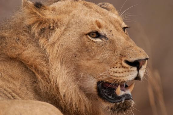 Un león, 'Panthera leo', fotografiado en  el Parque Nacional Kruger (Sudáfrica), Vincenzo Penteriani. 