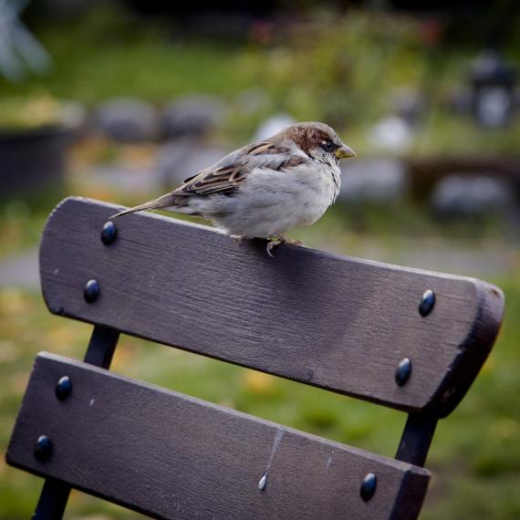 Gorrión común, 'Passer domesticus' / pexels