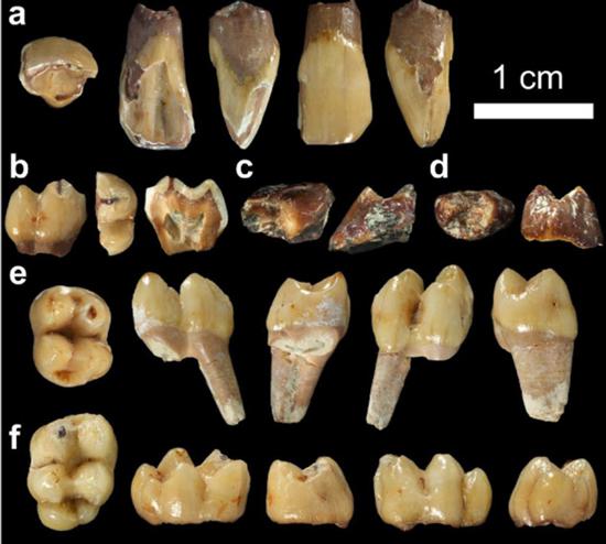 Una muestra de la colección de dientes de macaco hallados en Guefaït. / M. D. Guillén IPHES-CERCA