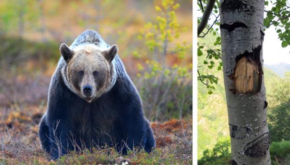 no de los ejemplares de oso pardo, Ursus arctos, estudiados y una de las marcas que dejan en los árboles. / Vincenzo Penteriani