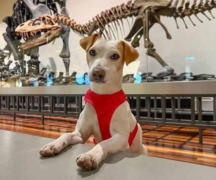 Pipper, el popular perro influencer, en una de las exposiciones del museo / @pipperontour