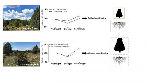 La imagen describe la diferencia en la inversión de recursos que se detectan en los árboles del bosque maduro, arriba, y las nuevas poblaciones que colonizan antiguos campos de cultivo, cuya inversión en el crecimiento de las raíces y el tronco es más homogénea durante la sequía
