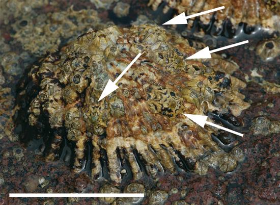 Lapa, Patella ferrugiena. En la imagen se ve el detalle de cuatro reclutas (flechas) sobre la concha de un adulto / Guallart et al. (2022)