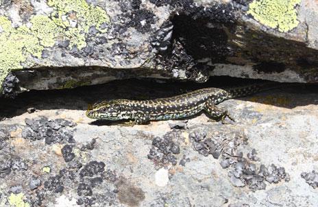 Ejemplar de lagartija carpetana sobre una roca /Rocío Tarjuelo