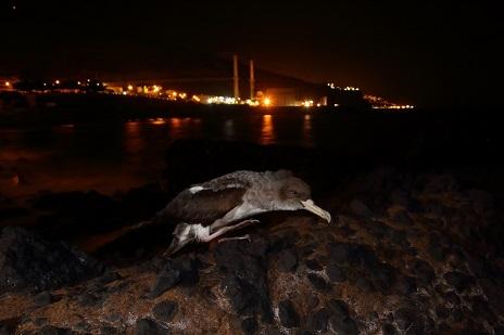 Pollo de pardela cenicienta, 'Calonectris borealis', aterrizado tras quedar desorientado a causa de las luces artificiales. / Beneharo Rodríguez.