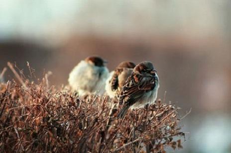 Varios gorriones, "Passer domesticus" fotografiados en invierno por PA en Unsplash