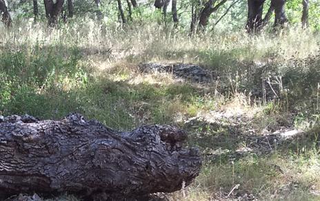 Suelo de un bosque mediterráneo 