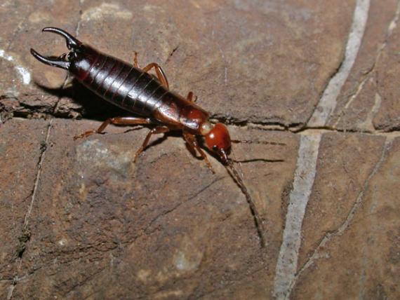 Imagen de un ejemplar de la especie nueva Pseudochelidura cantabrica / Mario García París
