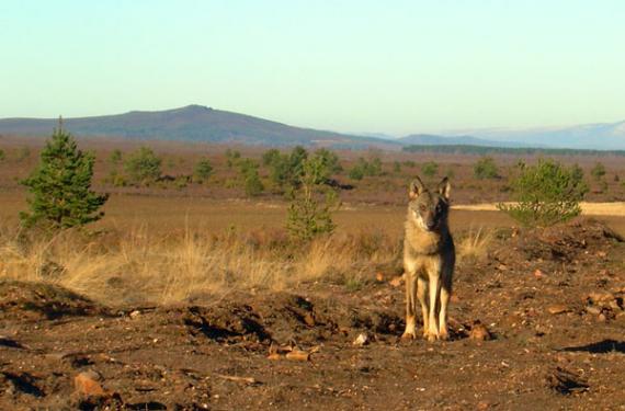 Lobo en la Sierra de la Culebra en verano de 2020/ Isabel Baraja