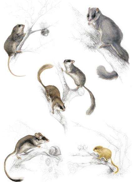 ilustración ganadora en la categoría naturalista que muestra un grupo de lirones de Europa