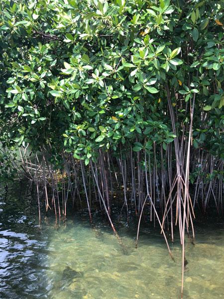 Detalle de un manglar en Guatemala. / Ana Giro