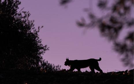 Un lince ibérico buscando cobijo / José María Finat
