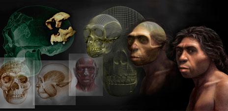 Homo antecessor, collage de los pasos de reconstrucción. Pintura digital / Mauricio Antón