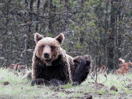 Ejemplar de oso pardo tumbado  mirando hacia la cámara