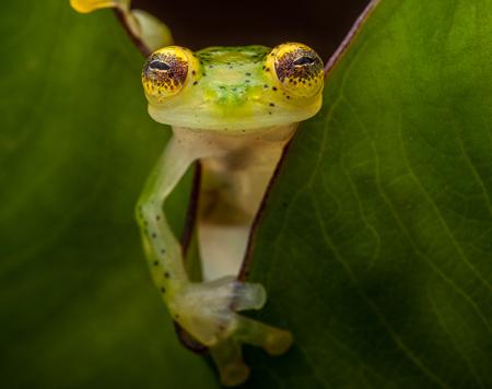 Upper Amazon Glass Frog "Hyalinobatrachium munozorum" / Robin Moore / Re:wild