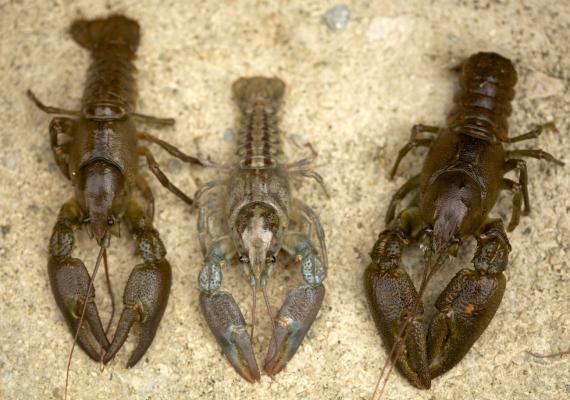 Tres ejemplares de distintas poblaciones de cangrejo ibérico, Austropotamobius pallipes. /Javier Diéguez-Uribeondo / RJB-CSIC. 