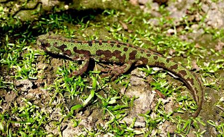 Macho de tritón pigmeo (Triturus pygmaeus), una de las especies más abundantes en la zona de estudio. / Íñigo Martínez-Solano