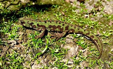 Macho de tritón pigmeo (Triturus pygmaeus), una de las especies más abundantes en la zona de estudio. / Íñigo Martínez-Solano