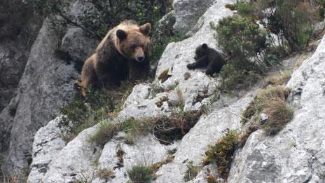  Imagen de una hembra de oso pardo y una de sus crías tomada en Asturias. / Vincenzo Penteriani 