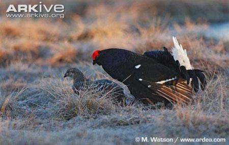 una pareja de de gallos de lira/ARKIVE