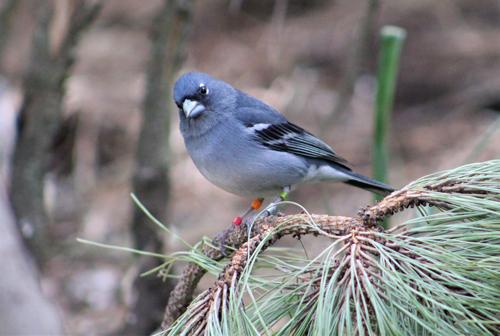 Ejemplar de pinzón azul de Gran Canaria, "Fringilla polatzeki", retratado por Alejandro Delgado