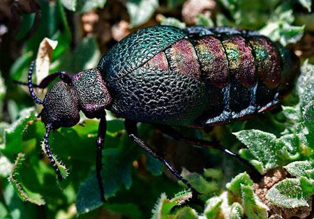 Ejemplar de Lampromeloe pantherinus en el campo / Mario García Paris