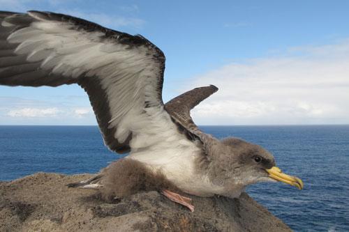 Pollo volandero con plumón de Paredela cenincienta, Calonectris borealis. / Beneharo Rodríguez