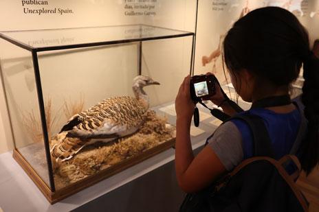 Niña fotografiando la vitrina de una avutarda