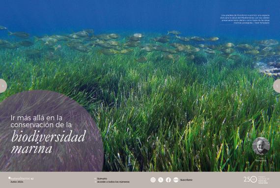 Banco de peces en el mar