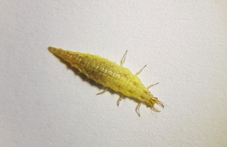 Larva de Chrysoperla pallida con color amarillo por estar en diapausa