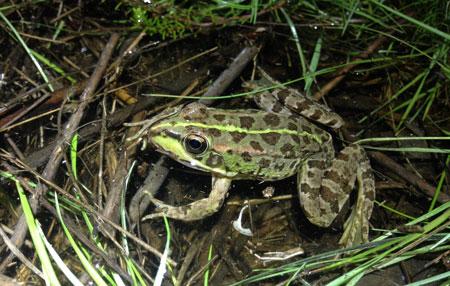 Ejemplar de rana común en una charca