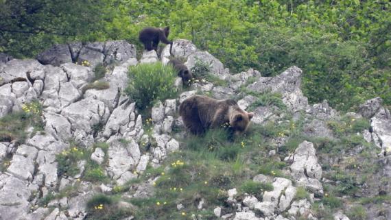 En la imagen, una osa junto a sus dos oseznos en el entorno de Somiedo, Asturias. / Vincenzo Penteriani