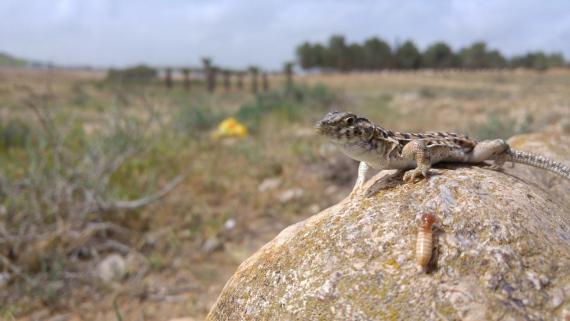 Lagarto (Acanthodactylus beershebensis), una de las especies elegidas en el marco del proyecto. / SIMON JAMISON