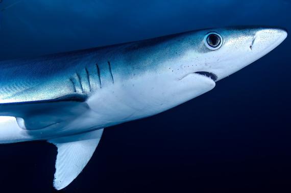 La conservación de los tiburones es una necesidad real y urgente a nivel global. /Pixabay.
