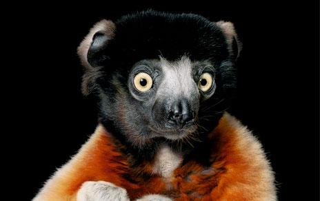 Sifaca coronado / Tim Flach