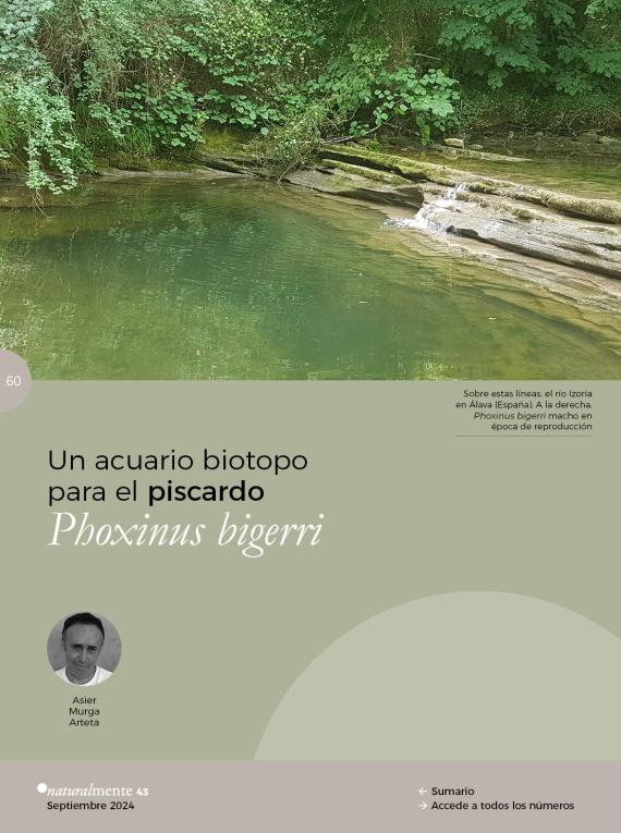 Un acuario biotopo para el piscardo Phoxinus bigerri