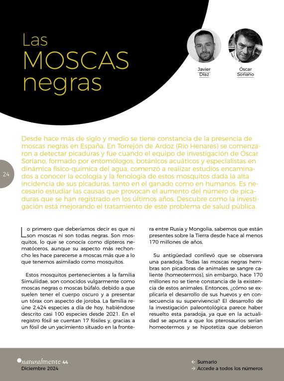Las moscas negras