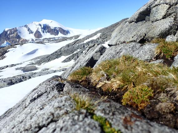 Imagen. Sólo dos plantas superiores se dan en la región de la Península Antártica (el pasto Deschampsia antarctica, y el clavel Colobanthus quitensis), aquí ejemplares de la isla Horseshoe / Luis R. Pertierra (2019)